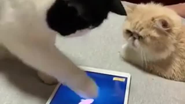 Omg so cute Cats Best funny cat Videos 2021/#shorts