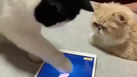 Omg so cute Cats Best funny cat Videos 2021/#shorts