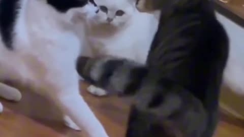 Two Cat Big Fighting.