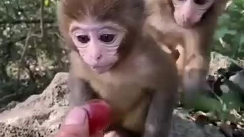 Monkey comedy video 😂😂😂😂😃