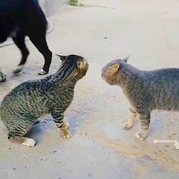 Cat fights 😹😹😹