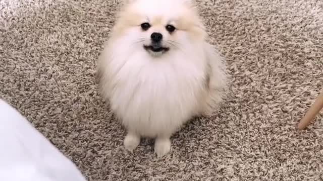 Pomeranian Throwing A Tantrum