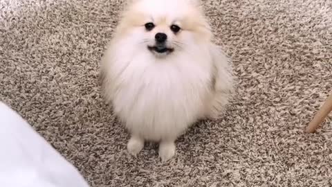 Pomeranian Throwing A Tantrum