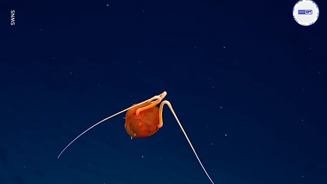'What is that?' Extremely rare jellyfish spotted, delights scientists