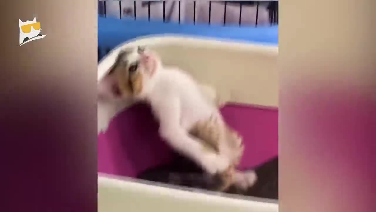 Animals 2023 - Funniest Cats and Dogs