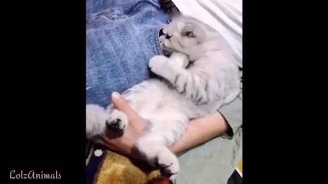 Funny Pet Animals ... Try not to laugh 😂🤣😅