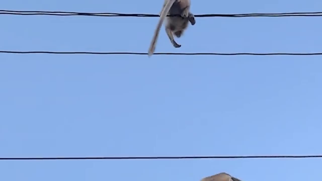 how to save monkey mother save her child