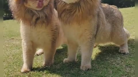 What a cute little lion