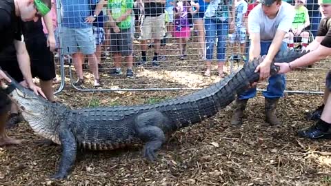 captured huge crocodile