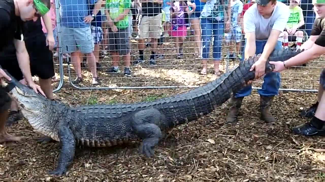 captured huge crocodile