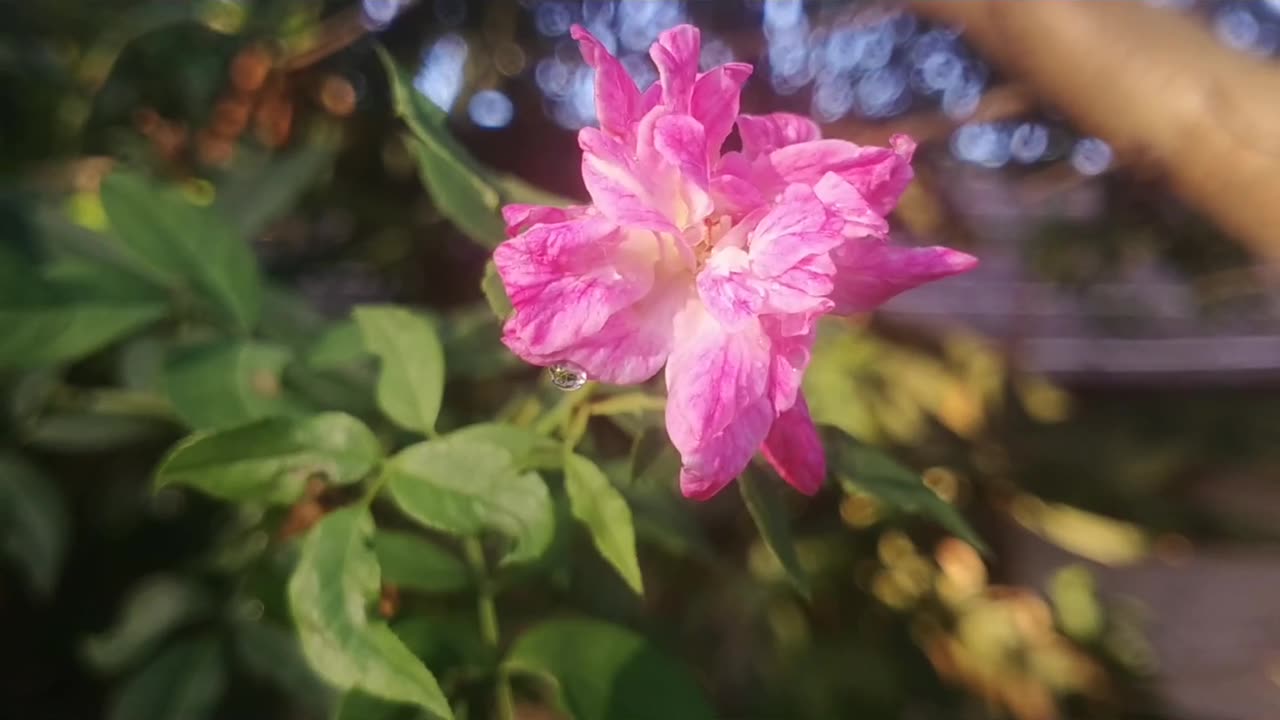 Beauty of nature 💗| beautiful morning of the day🌄🌹| like this video if you love nature 🥰💗