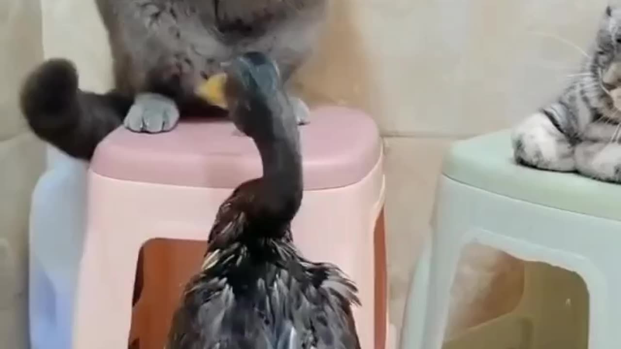 Cute cat playing with bird 😮😮😮 || Cute cat