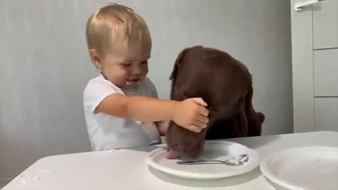 Kobe Pet Dog & Baby Eating Compitition