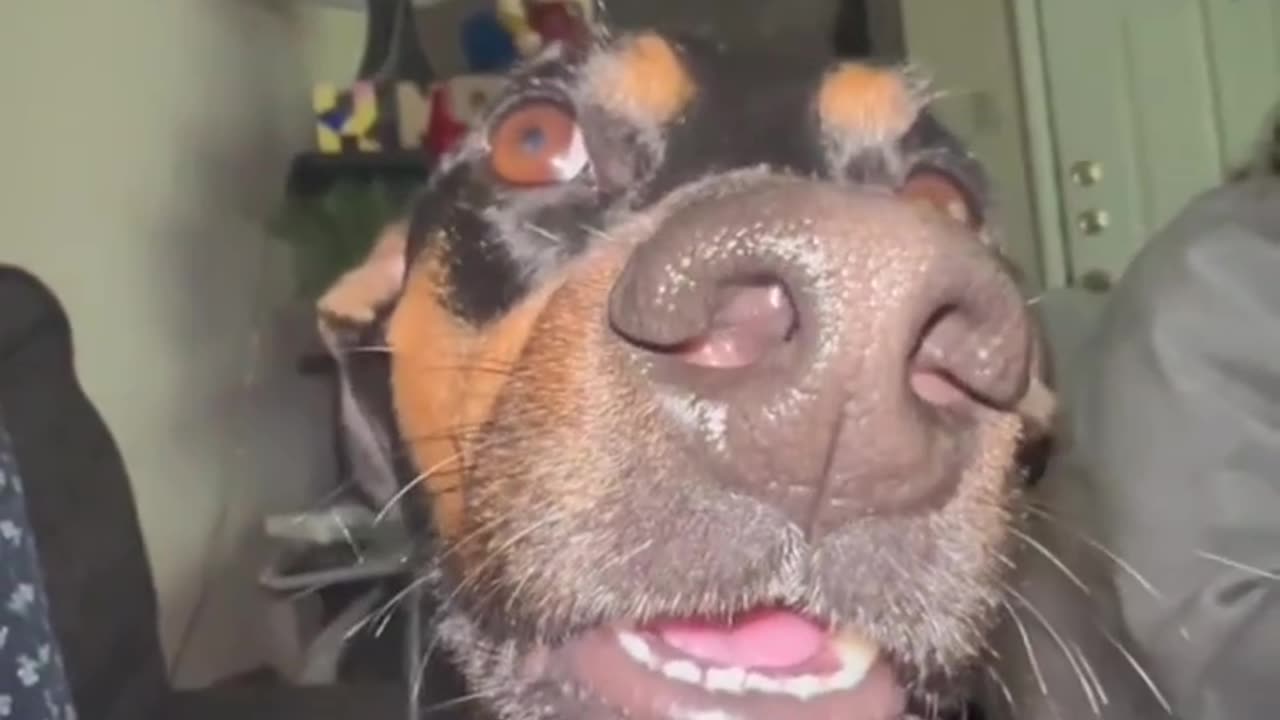 Dog funny video