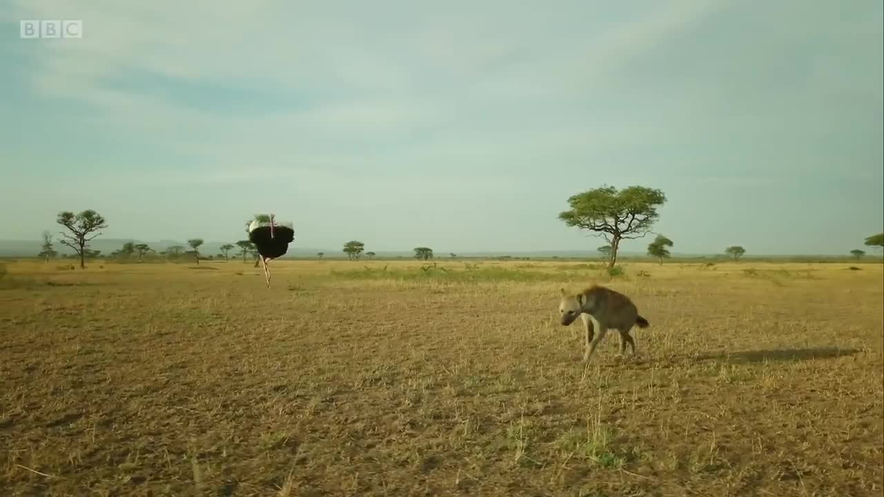 Zalika the Hyena FIGHTS an Ostrich _ Serengeti - BBC