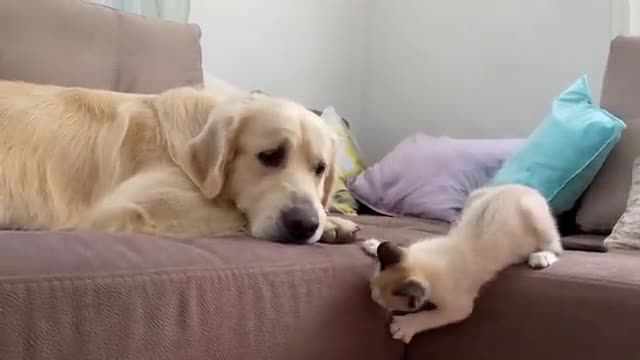 Golden Retriever and Kitten Play as Best Friends!