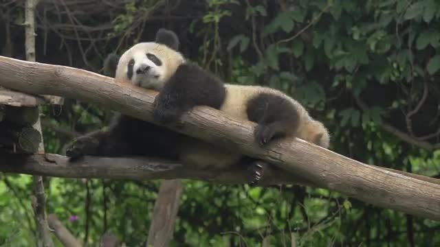 Funny Panda Moments