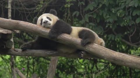 Funny Panda Moments