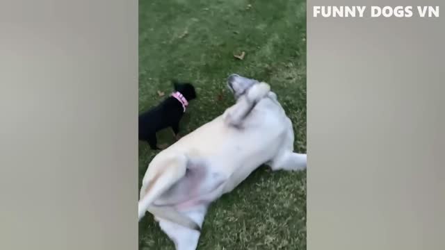 funny shorts dogs tik tok video compilation laughs