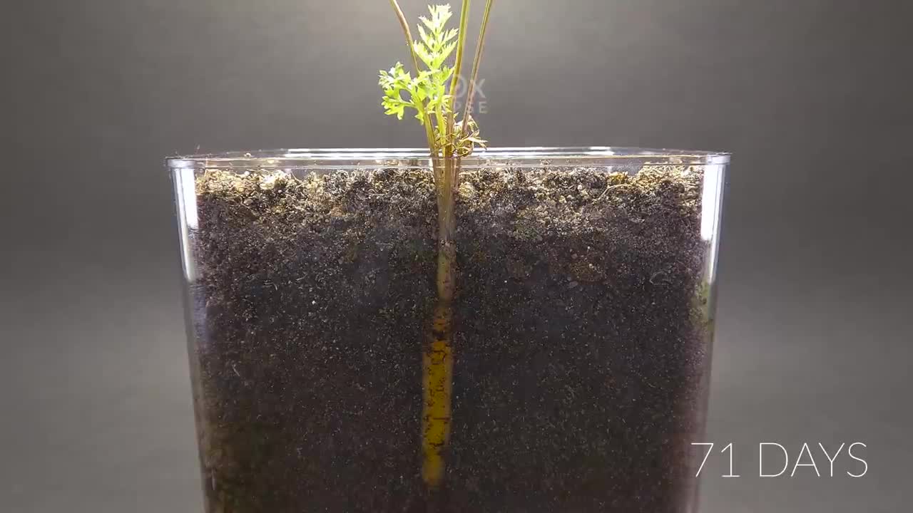 CARROT Growing from Seed Time Lapse - 100 Days