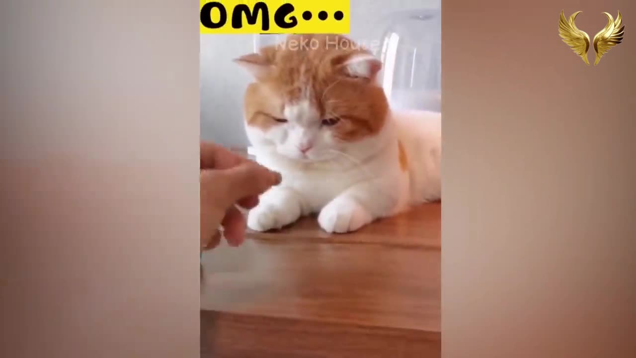 New Funny Animals 😂 Funniest Cats and Dogs 2023 😹🐶 Part 2