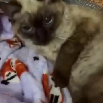 Who can translate this cat?