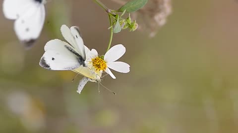 Spring, White flower, White Butterflies