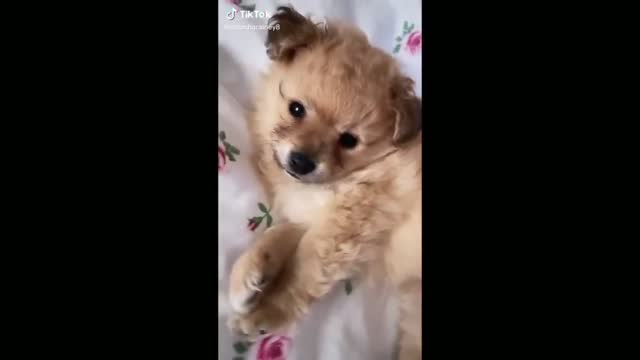 Baby Dog Sleeping, Very Cute - Tiktok Dogs (Funny Animals #372)