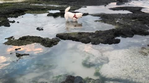 A very sad dog you feel that life has exhausted him