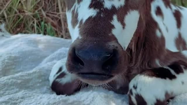 Missin’ baby Pepper days 😭♥️🐮