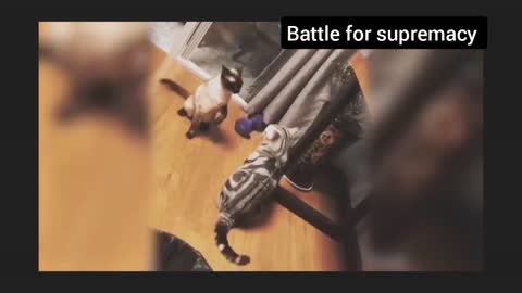 Watch this. Two cats wrestle. The winner is . . .