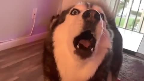 Asking meekathehusky if she wanna go out😅 see her reaction 😅