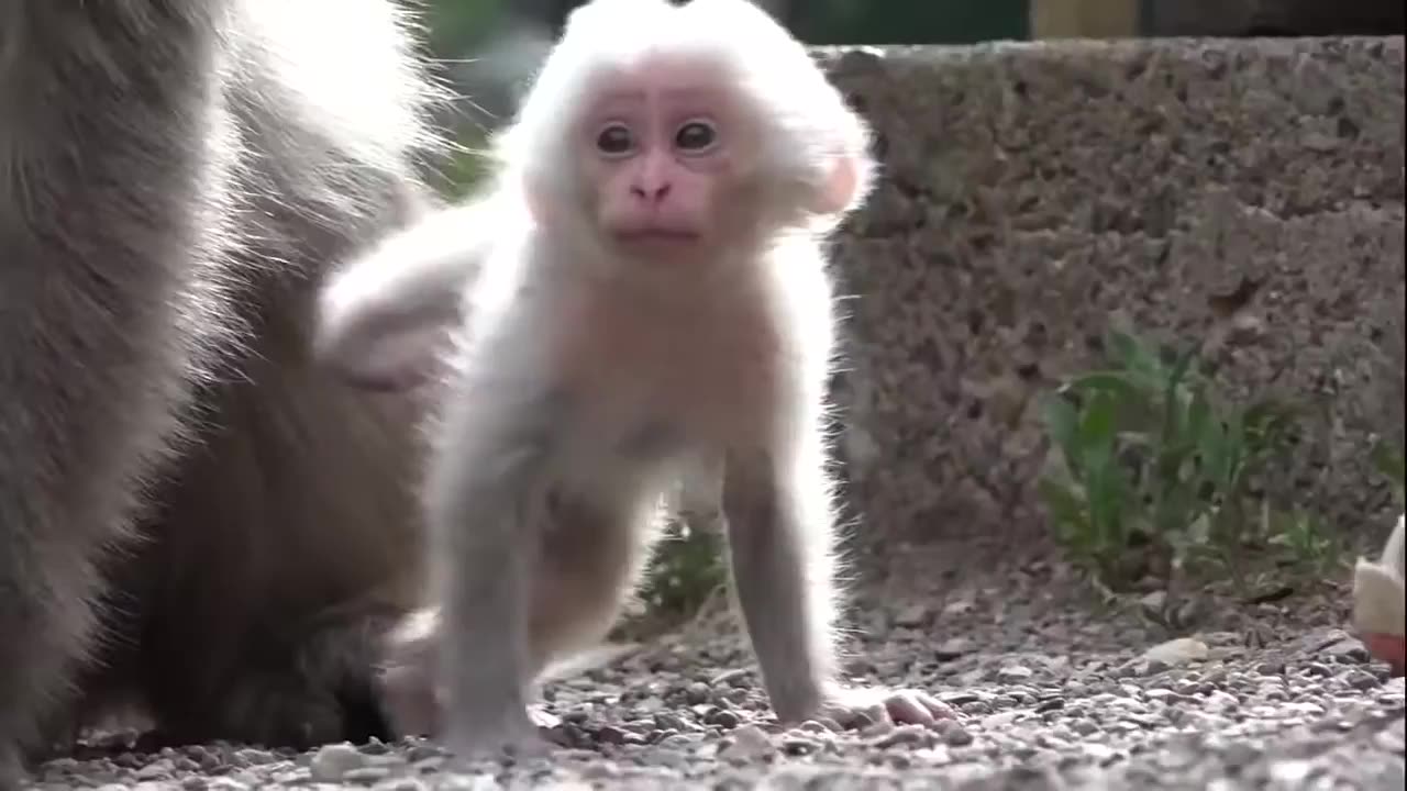 Cute Monkey