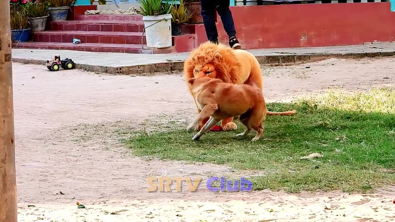 Best Prank Collection Top 15 - Fake Lion Prank Real Dog Super Funny - Try Not To Laugh Challenge