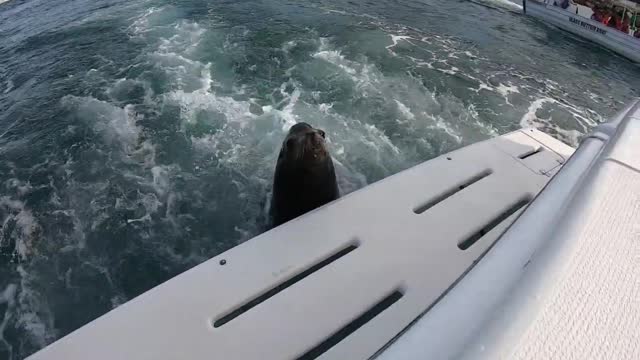 The Famous Pancho the Sea Lion from Cabo San Lucas