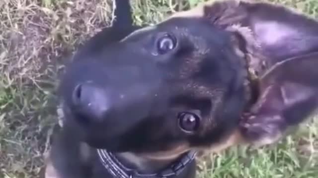 Hilarious Dog twists its head from side to side and eyes glued to the camera.