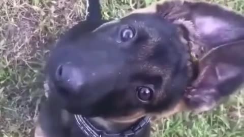 Hilarious Dog twists its head from side to side and eyes glued to the camera.