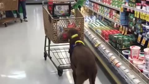 Service dog helping owner