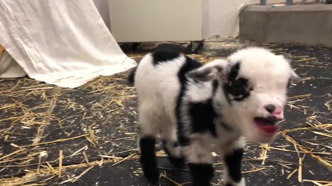 Baby goat making the cutest noise