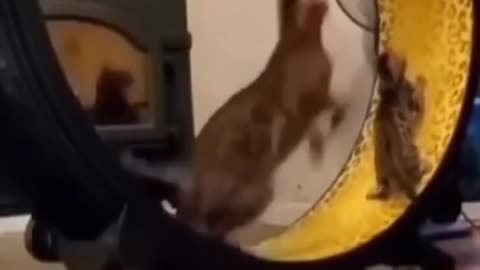 The kitten is running.Look and repeat. Funny Video