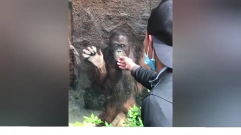 funny animal comp8