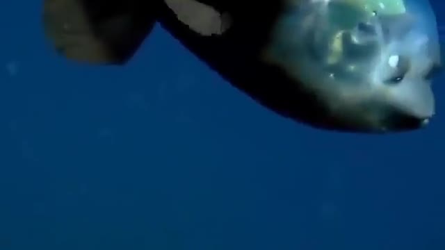 This is a beautiful and charming water-dwelling species