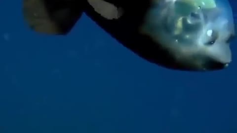 This is a beautiful and charming water-dwelling species