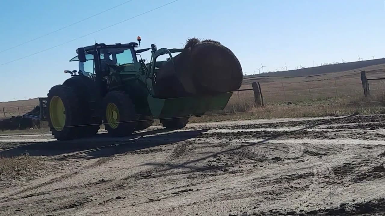 MOVING COWS TO COVER CROP NOV 2024