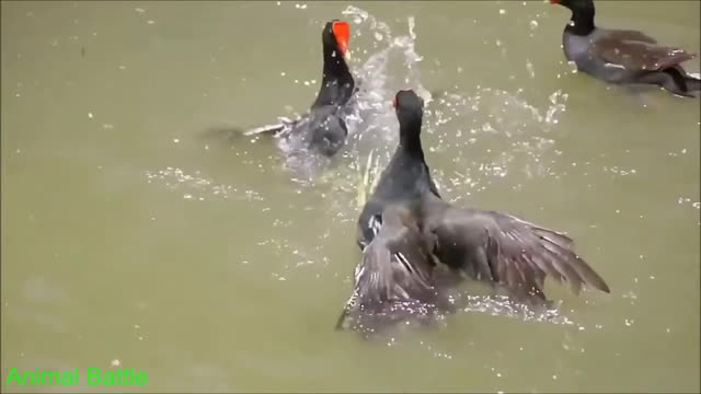 Amazing Beautiful Birds Fighting, Beautiful Birds, world of birds, Birds, fighting, Nature.