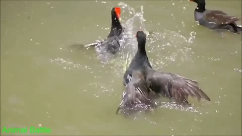 Amazing Beautiful Birds Fighting, Beautiful Birds, world of birds, Birds, fighting, Nature.