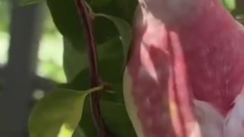 Bourke’s parrot pink parrot