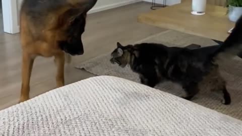 cat attacks dog