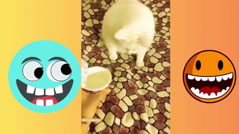 "Feline finesse and endless charm."