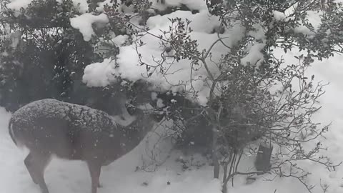 Hungry Deer